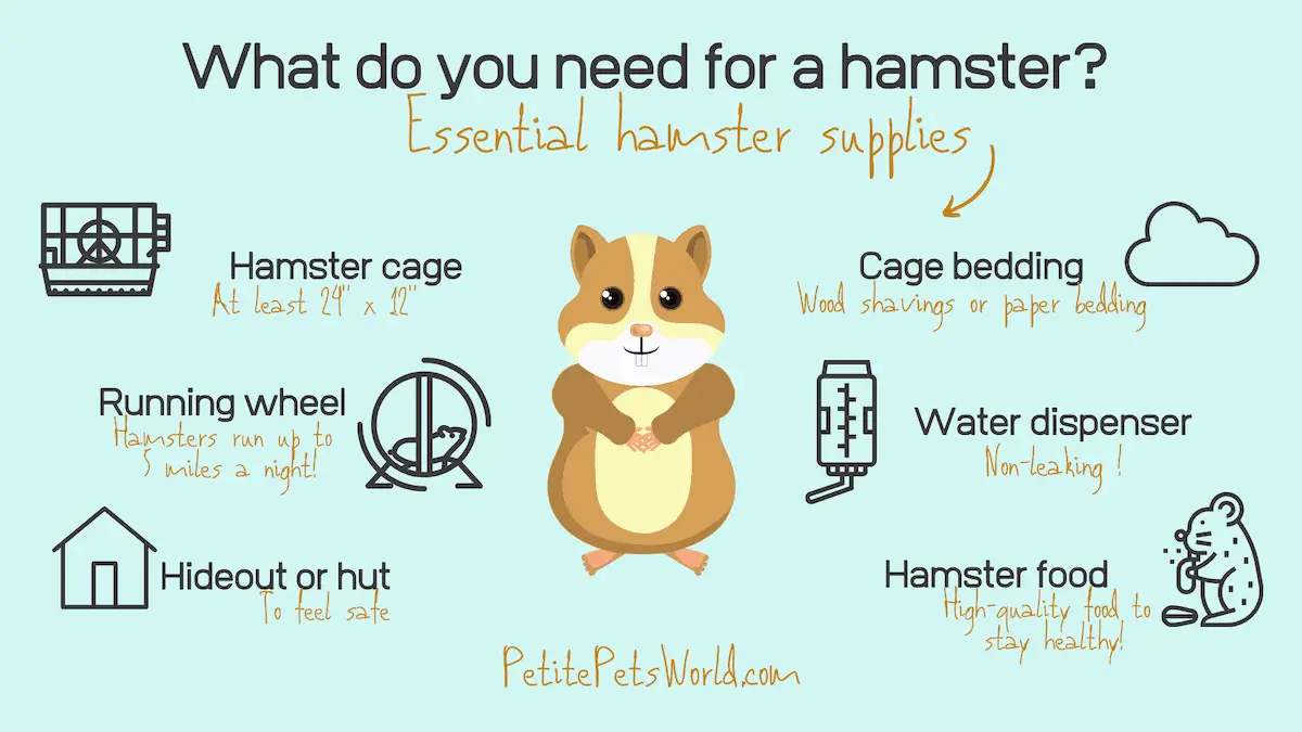 everything you need for a hamster